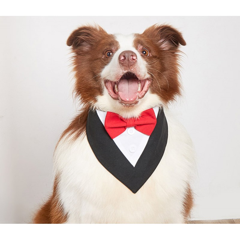 High-end and textured Wedding Suit Dog Bandana-Solid Color