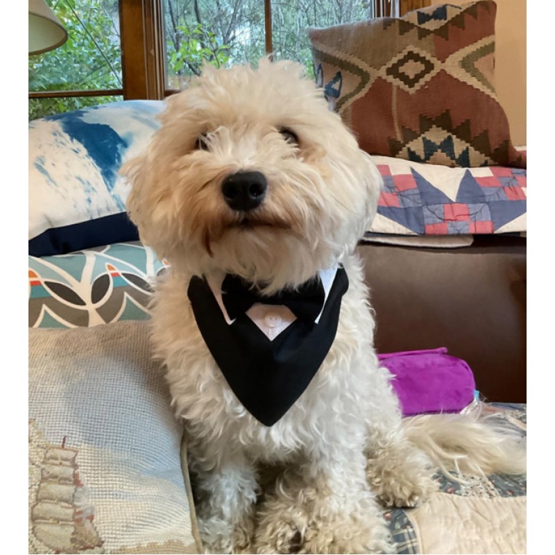 Wedding Dog Collar Bandana-Bow Tie
