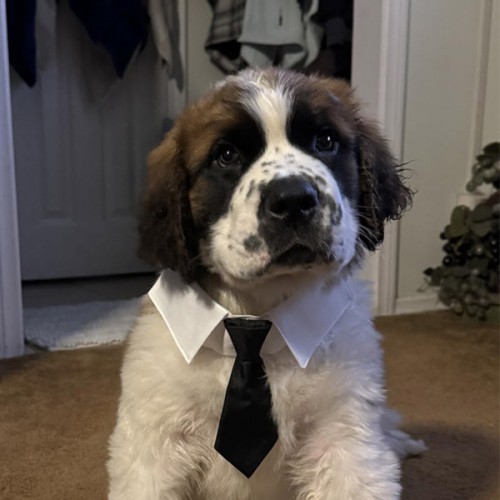 Wedding Dog Collar Bandana-Tie