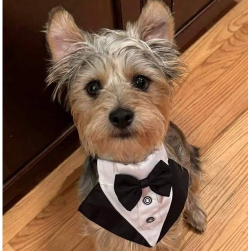 Wedding Dog Collar Bandana with Bow Tie, Costume For Photo Prop, and Party Decor